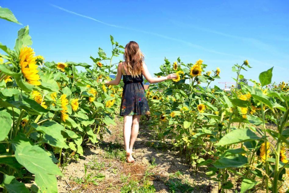 field of sunflowers girl