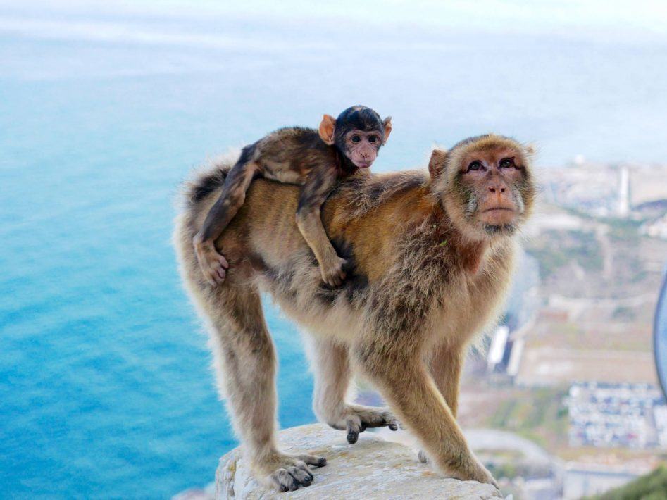 baby monkey gibraltar